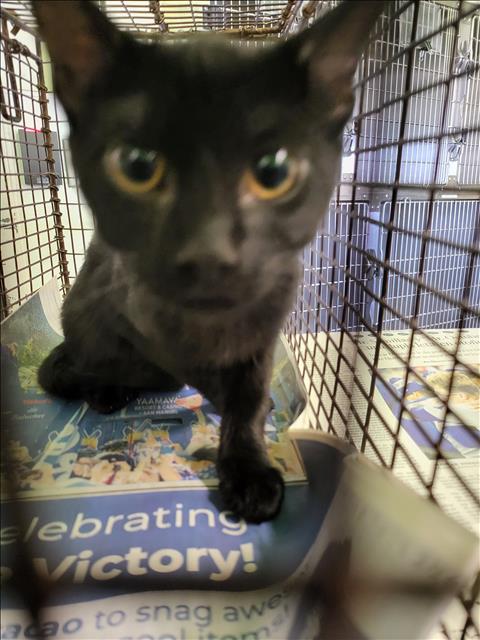Shelter Stray Male Cat last seen , 1850 W 60th St, Los Angeles, CA 90047, USA