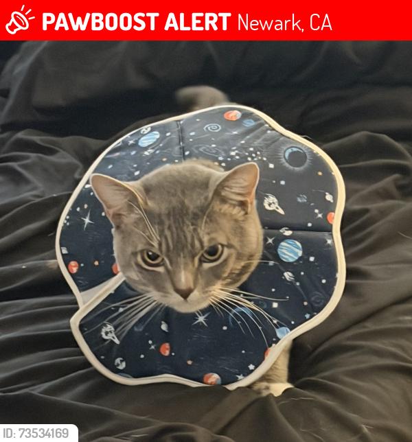 Lost Male Cat last seen Edgewater blvd, Newark, CA 94560