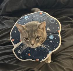 Lost Male Cat last seen Edgewater blvd, Newark, CA 94560