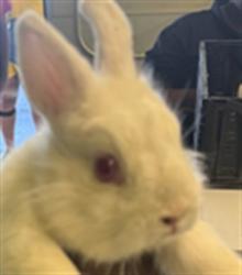 Shelter Stray Male Other last seen , 1850 W 60th St, Los Angeles, CA 90047, USA