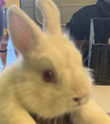 Shelter Stray Male Other last seen , 1850 W 60th St, Los Angeles, CA 90047, USA