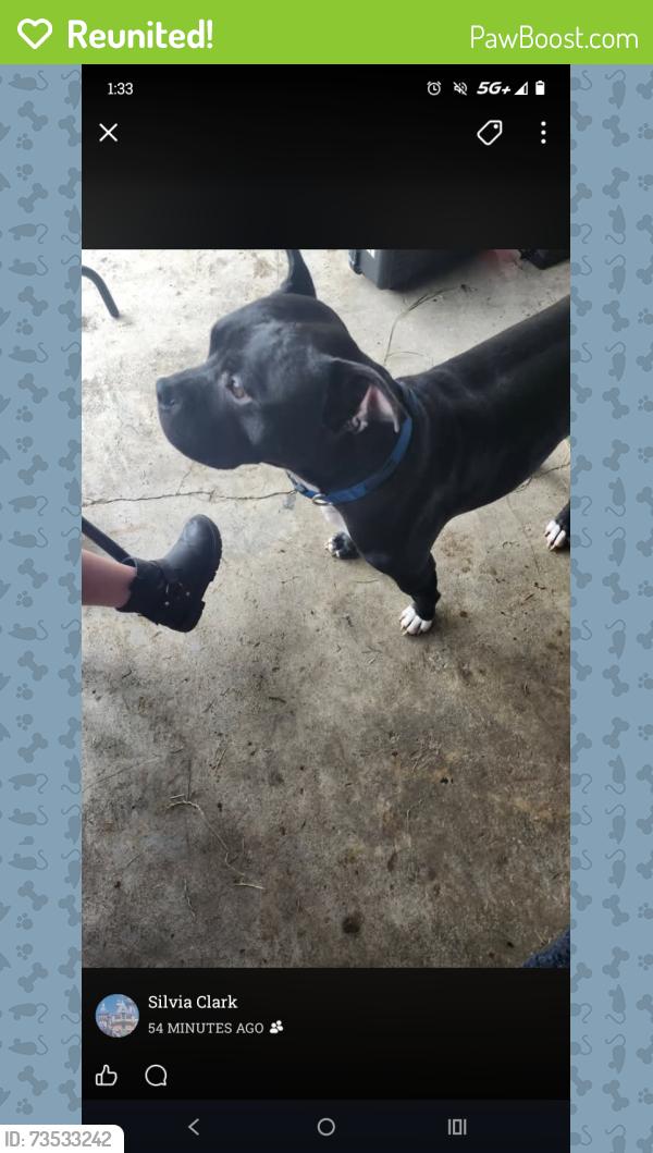 Reunited Male Dog last seen 143rd and golden given, Parkland, WA 98445
