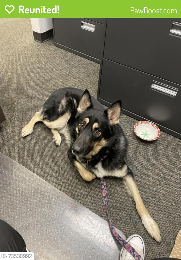 Reunited Male Dog last seen Camelback Road and 44th Street, Phoenix, AZ 85032