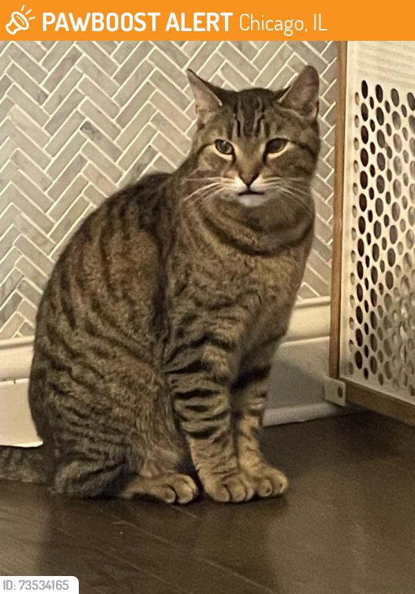 Found/Stray Female Cat last seen Near s Richmond Chicago il 60629, Chicago, IL 60632