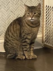 Found/Stray Female Cat last seen Near s Richmond Chicago il 60629, Chicago, IL 60632