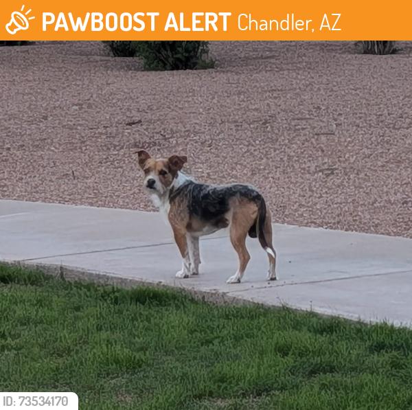 Found/Stray Male Dog last seen Near N Chippewa Pl, Chandler, AZ 85224, Chandler, AZ 85224