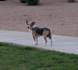 Found/Stray Male Dog last seen Near N Chippewa Pl, Chandler, AZ 85224, Chandler, AZ 85224