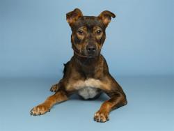 Shelter Stray Female Dog last seen A26-107274, 5501 E Van Buren St, Phoenix, AZ 85008, USA