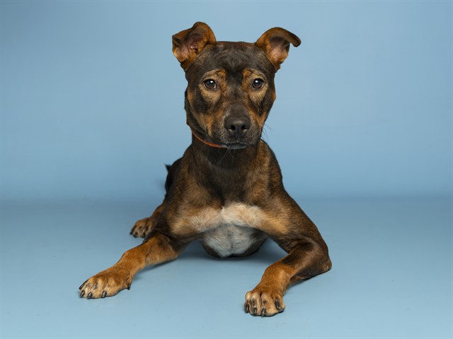 Shelter Stray Female Dog last seen A26-107274, 5501 E Van Buren St, Phoenix, AZ 85008, USA