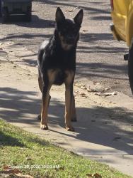 Found/Stray Unknown Dog last seen Near Summerdale Rd, San Diego, CA 92126