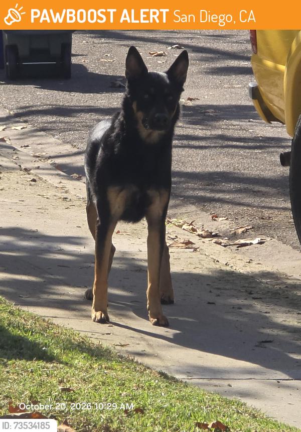 Found/Stray Unknown Dog last seen Near Summerdale Rd, San Diego, CA 92126