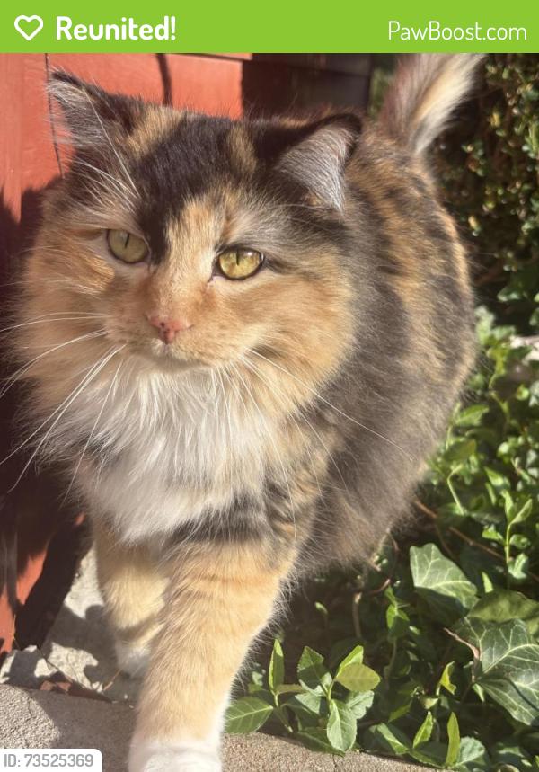 Reunited Female Cat last seen West Adams Street, Saint Charles, MO 63301