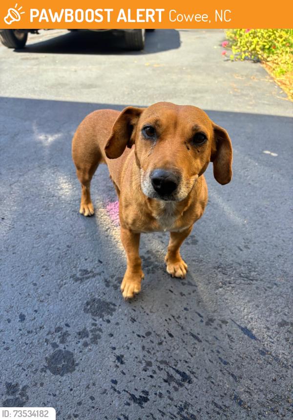 Found/Stray Female Dog last seen Near the intersection of Snow Hill and Leatherman Gap, Cowee, NC 28734