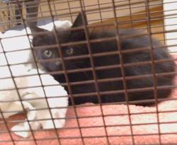 Shelter Stray Male Cat last seen TAHAN LN/MARTSMITH WY, 95628, 3839 Bradshaw Rd, Sacramento, CA 95827, USA