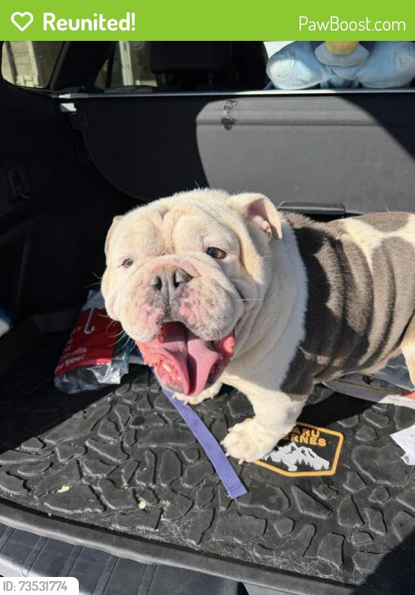 Reunited Male Dog last seen Crockett Martin rd, Conroe, TX 77306
