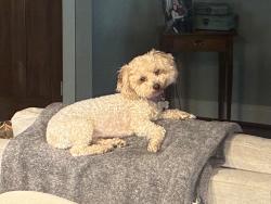 Lost Female Dog last seen 76th memorial, Tulsa, OK 74131