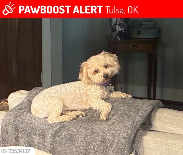 Lost Female Dog last seen 76th memorial, Tulsa, OK 74131