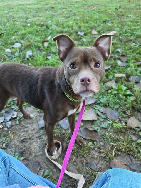 Shelter Stray Male Dog last seen OFALLON, 4850 Mid Rivers Mall Dr, St Peters, MO 63376, USA