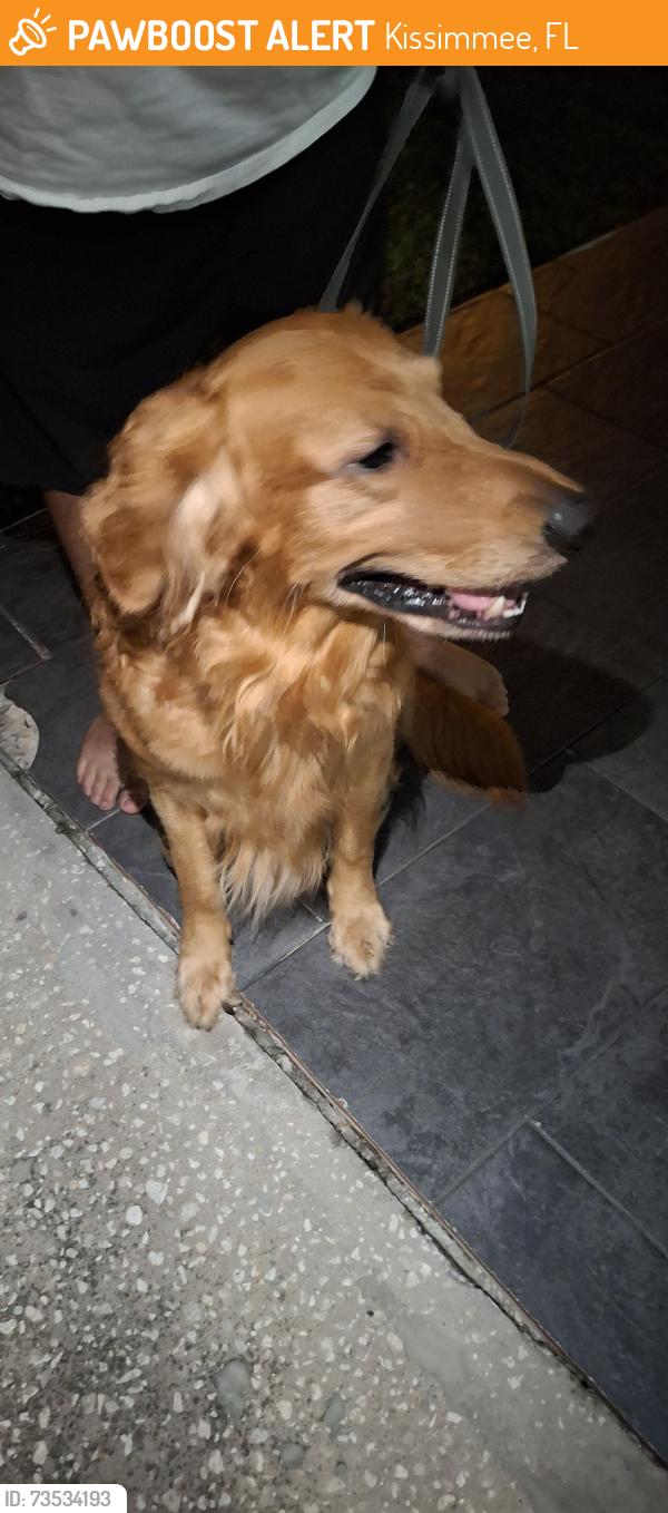 Found/Stray Male Dog last seen Indian point circle, Kissimmee, FL 34746