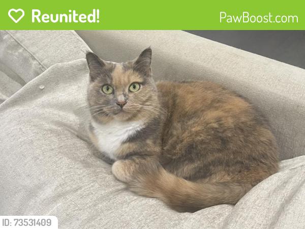 Reunited Female Cat last seen Islington & Norseman St, Toronto, ON 