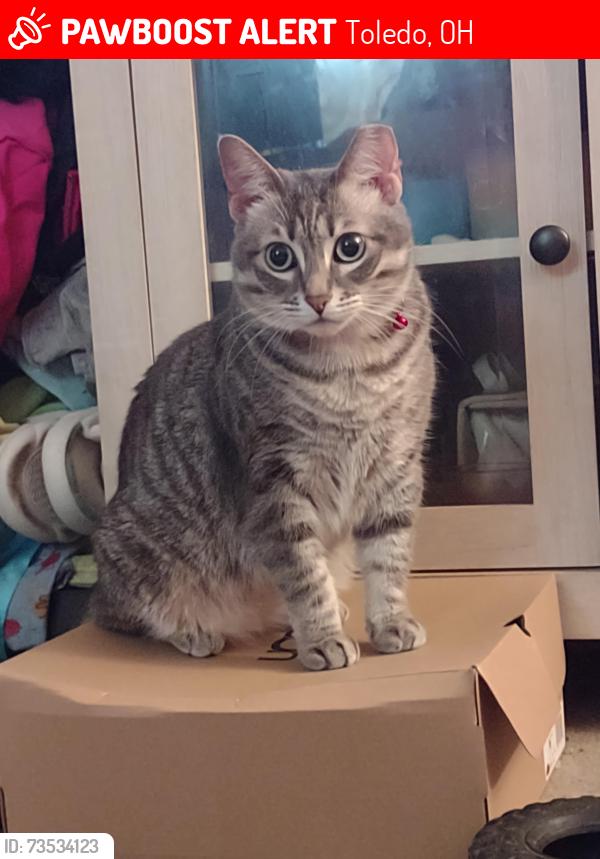 Lost Female Cat last seen Kickstand Bar, Magdelena's restaurant, Toledo, OH 43613