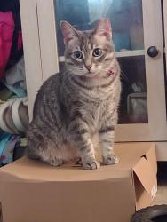 Lost Female Cat last seen Kickstand Bar, Magdelena's restaurant, Toledo, OH 43613