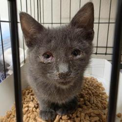 Shelter Stray Female Cat last seen , 4710 TX-151, San Antonio, TX 78227, USA