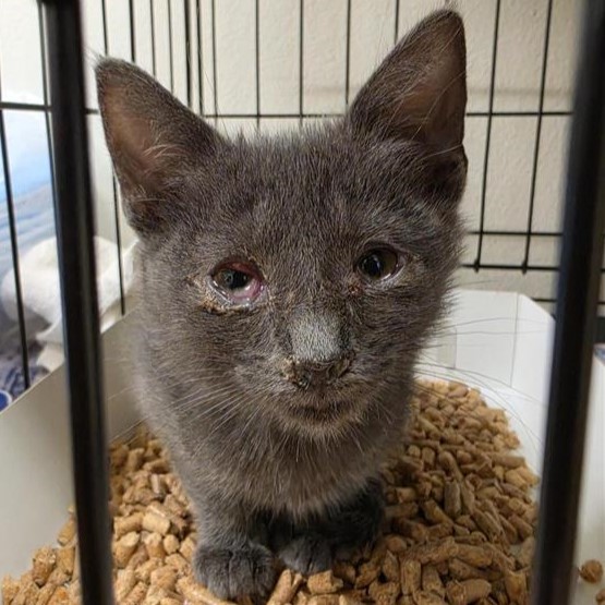 Shelter Stray Female Cat last seen , 4710 TX-151, San Antonio, TX 78227, USA