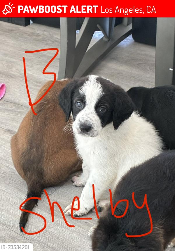 Lost Male Dog last seen Expo and western, Los Angeles, CA 90018