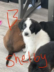 Lost Male Dog last seen Expo and western, Los Angeles, CA 90018