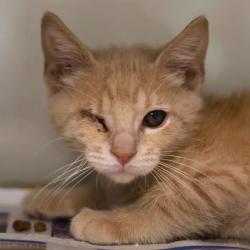 Shelter Stray Male Cat last seen PEREZ ST, 4710 TX-151, San Antonio, TX 78227, USA