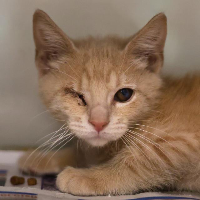 Shelter Stray Male Cat last seen PEREZ ST, 4710 TX-151, San Antonio, TX 78227, USA