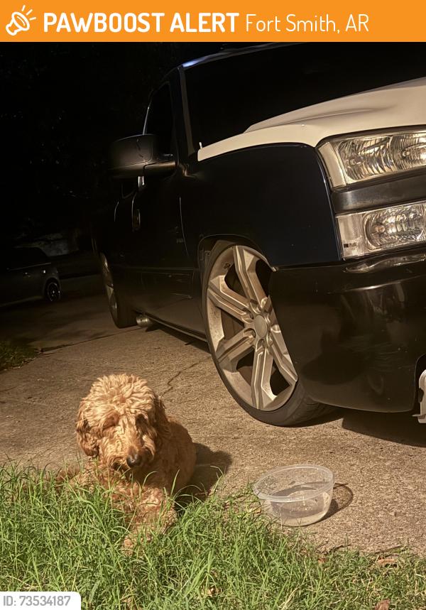 Found/Stray Unknown Dog last seen Eastside baptist church, Fort Smith, AR 72903