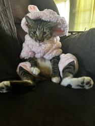 Lost Female Cat last seen County Road 917 and County Road 921 Nevada TX, Collin County, TX 75173
