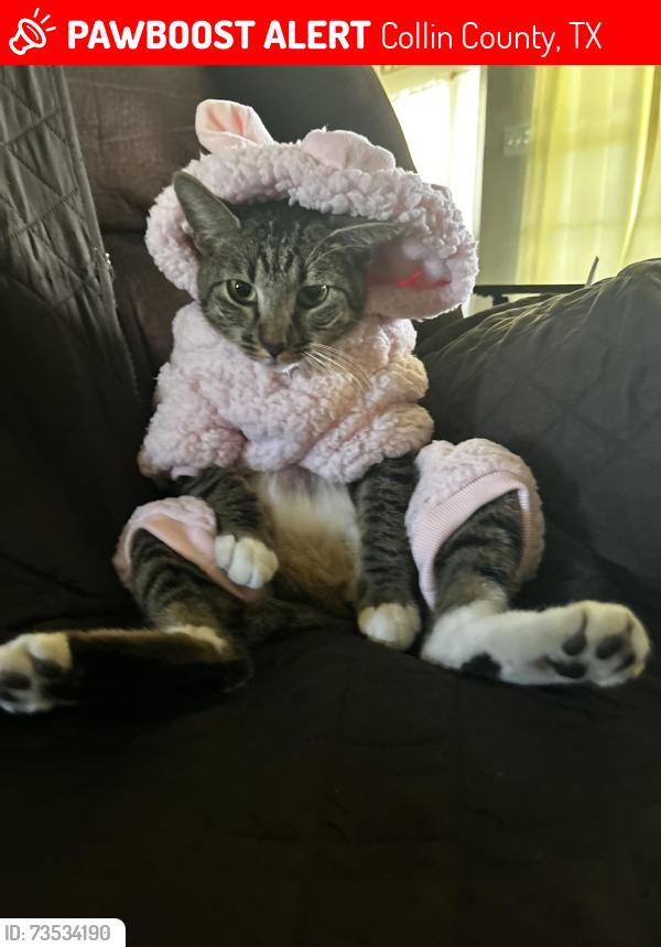 Lost Female Cat last seen County Road 917 and County Road 921 Nevada TX, Collin County, TX 75173