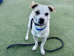 Shelter Stray Male Dog last seen , 11361 W Pico Blvd, Los Angeles, CA 90064, USA
