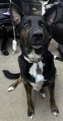 Lost Male Dog last seen Chapel Hill Road and Grace Lake, Douglasville, GA 30135