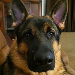 Reunited Male Dog last seen 31st and memorial, Tulsa, OK 74129