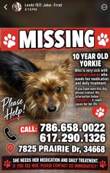 Lost Female Dog last seen Mark Twine, Port Richey, FL 34668