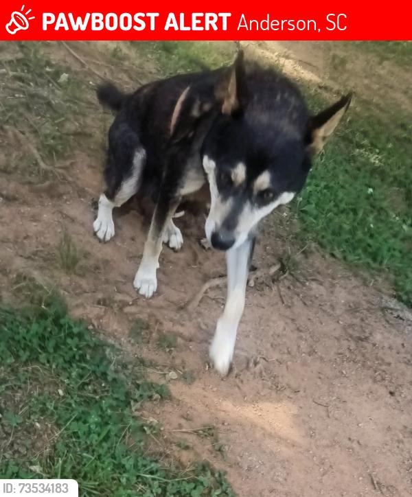 Lost Female Dog last seen Jarrett drive, Anderson, SC 29626