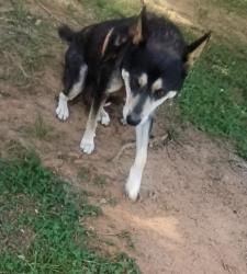 Lost Female Dog last seen Jarrett drive, Anderson, SC 29626