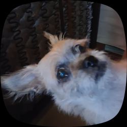 Reunited Female Dog last seen Rogers Rd, Edinburg, TX 78541