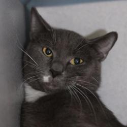 Shelter Stray Male Cat last seen Near BLOCK WURZBACH, 4710 TX-151, San Antonio, TX 78227, USA