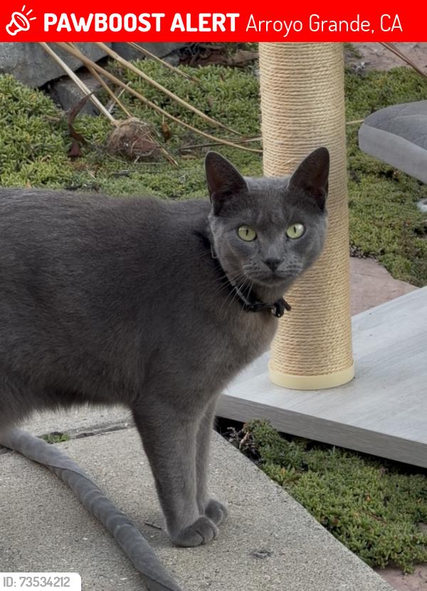 Lost Female Cat last seen Alpine, Arroyo Grande, CA 93420