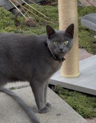 Lost Female Cat last seen Alpine, Arroyo Grande, CA 93420