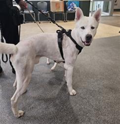 Shelter Stray Male Dog last seen , 3201 Lacy St, Los Angeles, CA 90031, USA
