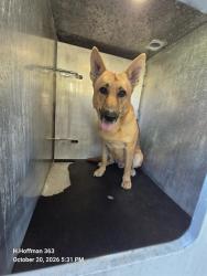 Shelter Stray Male Dog last seen Near BLOCK OF SUNGLO, 4710 TX-151, San Antonio, TX 78227, USA