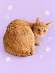Shelter Stray Male Cat last seen , 3201 Lacy St, Los Angeles, CA 90031, USA