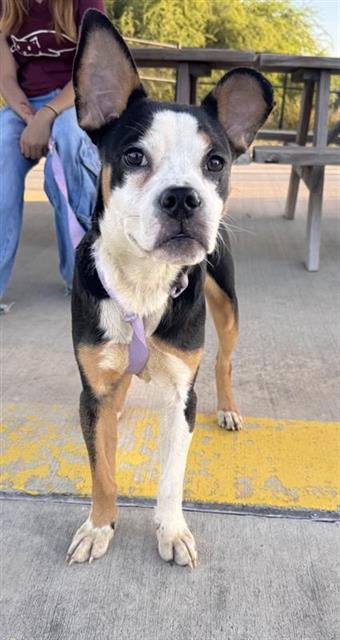 Shelter Stray Male Dog last seen , 4710 TX-151, San Antonio, TX 78227, USA