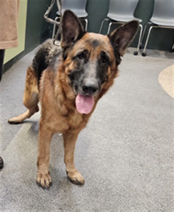 Shelter Stray Female Dog last seen , 3201 Lacy St, Los Angeles, CA 90031, USA